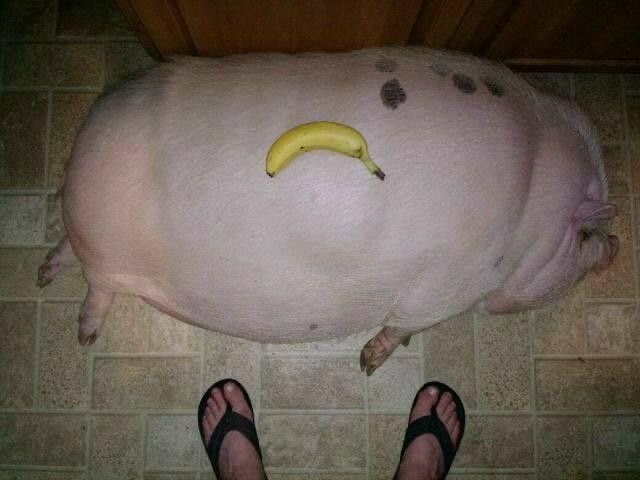 The Banana + Pig Confusion