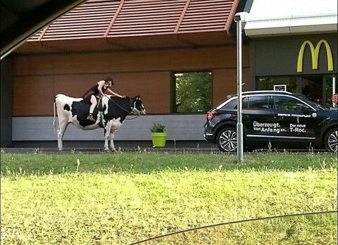 Cow at the Drive-Thru