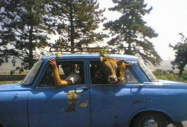 Cows in the Car