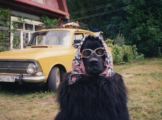 Dog Dressed as Grandma