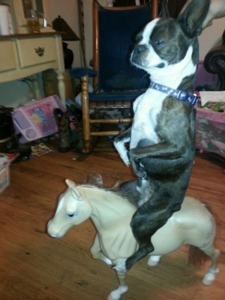 Dog on Toy Horse