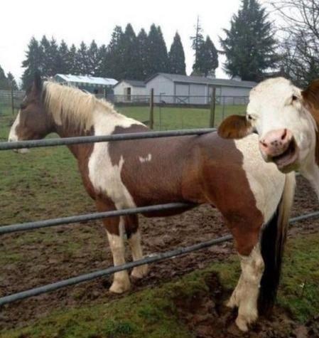 Horse Trapped Looking Like a Cow