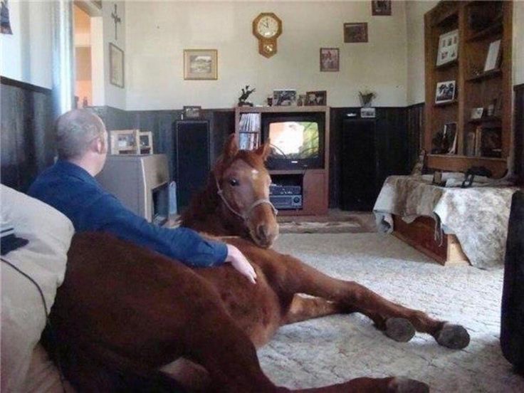 Horse Watching TV