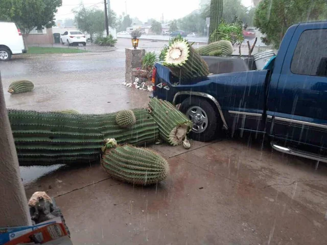 Revenge of the cactus