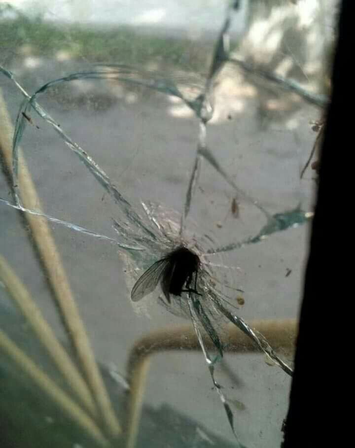 Fly Makes a Break for It