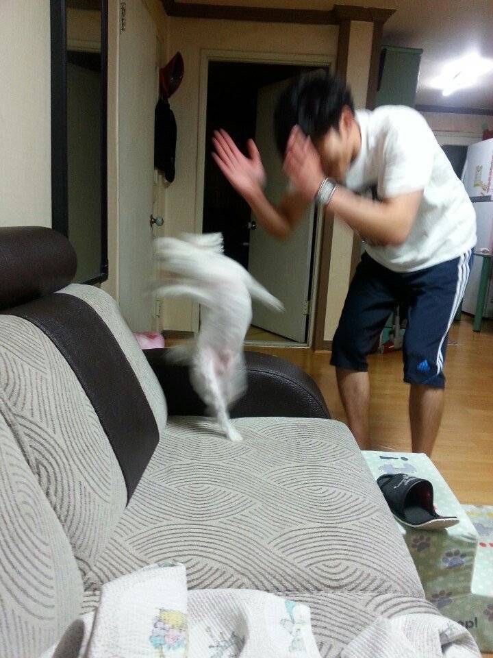 Dog Dancing Like Crazy