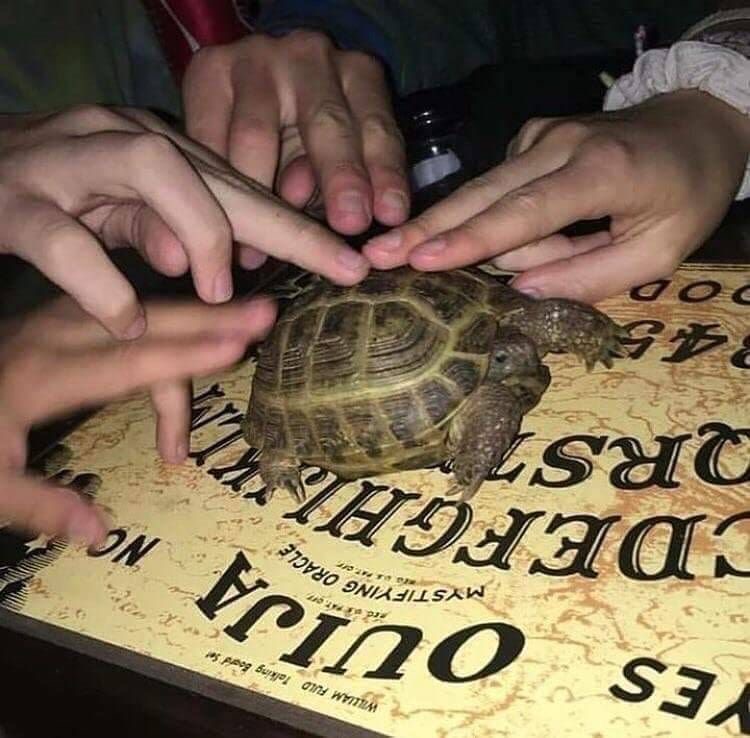 Ouija Board Featuring One Very Confused Turtle