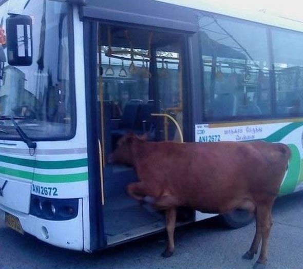 Cow Boards the Bus