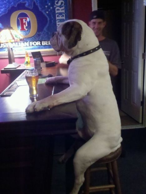 Dog Sitting Like a Human at a Bar