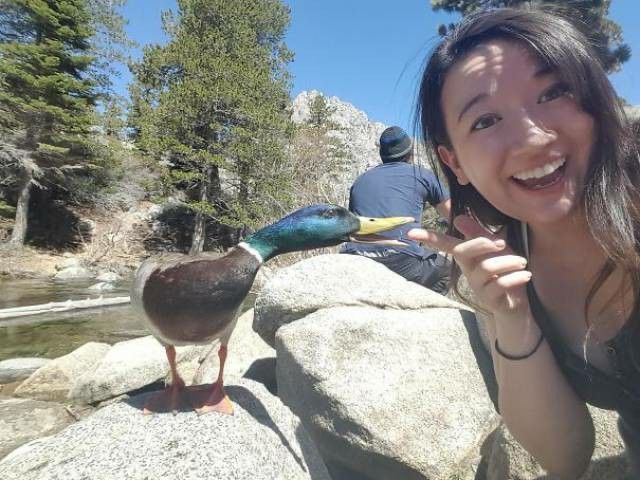 Duck About to Bite Girl’s Finger
