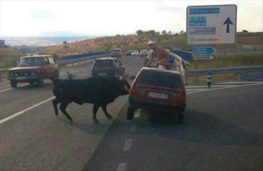 Bull vs. Car: The Showdown