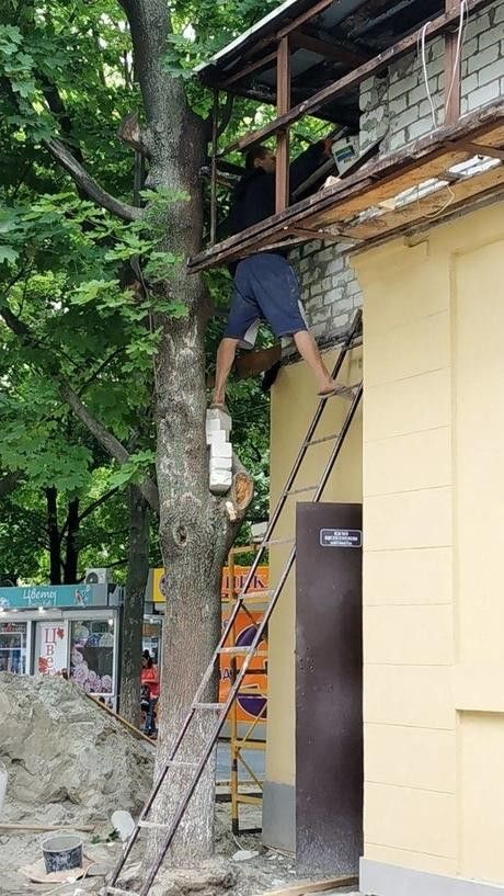 Foot on Ladder, Other on Tree