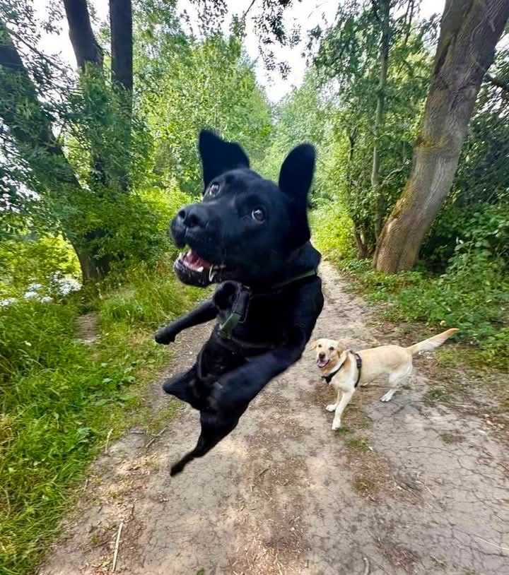 The Flying Doggo