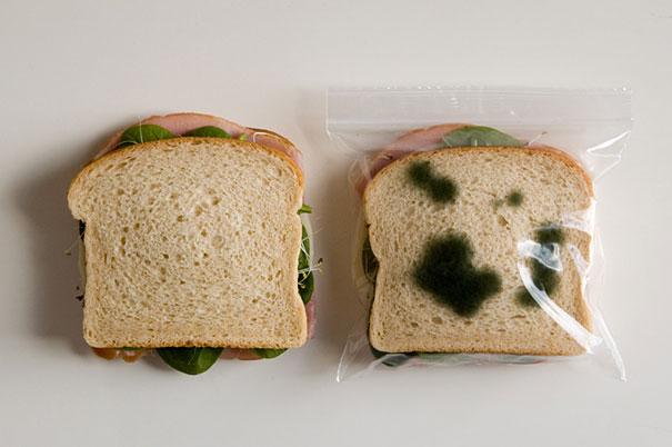 Moldy sandwich bag