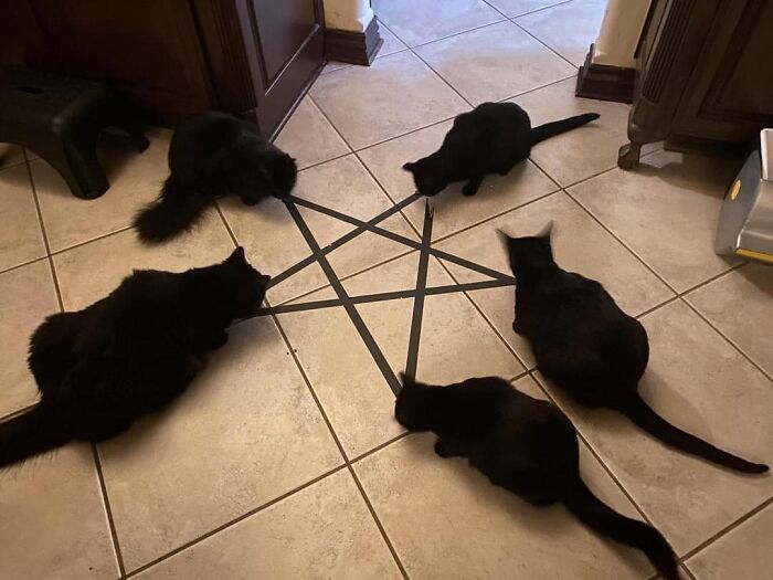 Cat coven