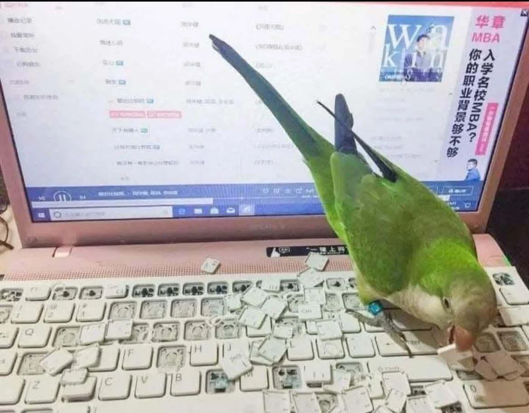 Parrot vs keyboard