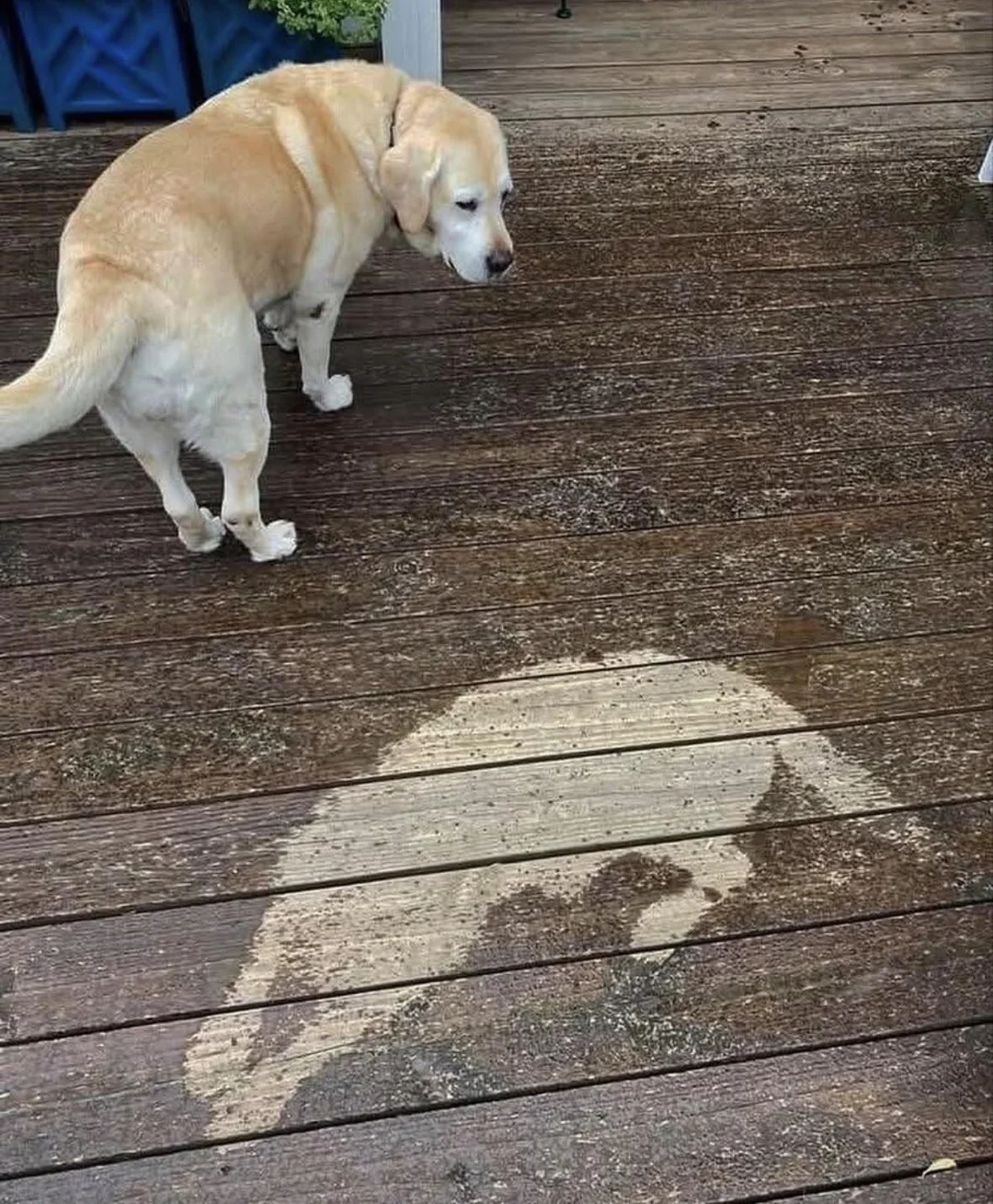 Dog shadow