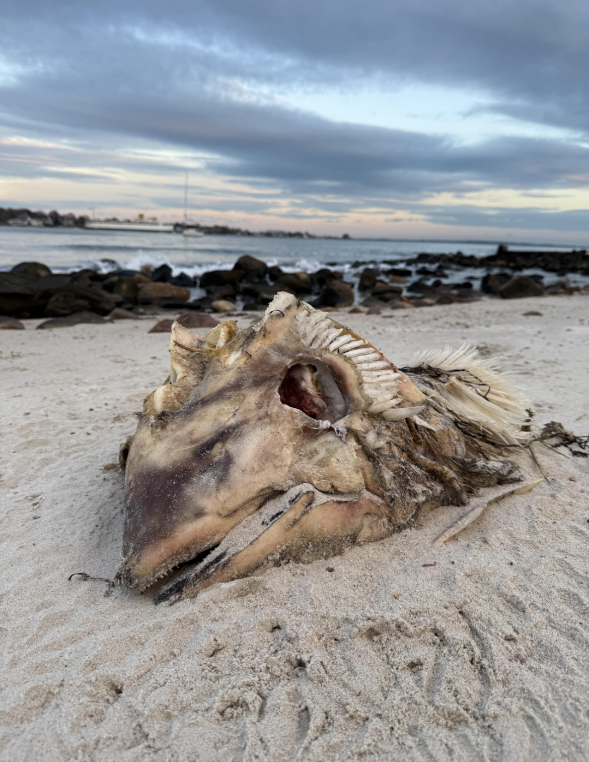“—My dog found this ‘creature head’ on the beach on our walk. It is massive. What kind of fish was this?”
