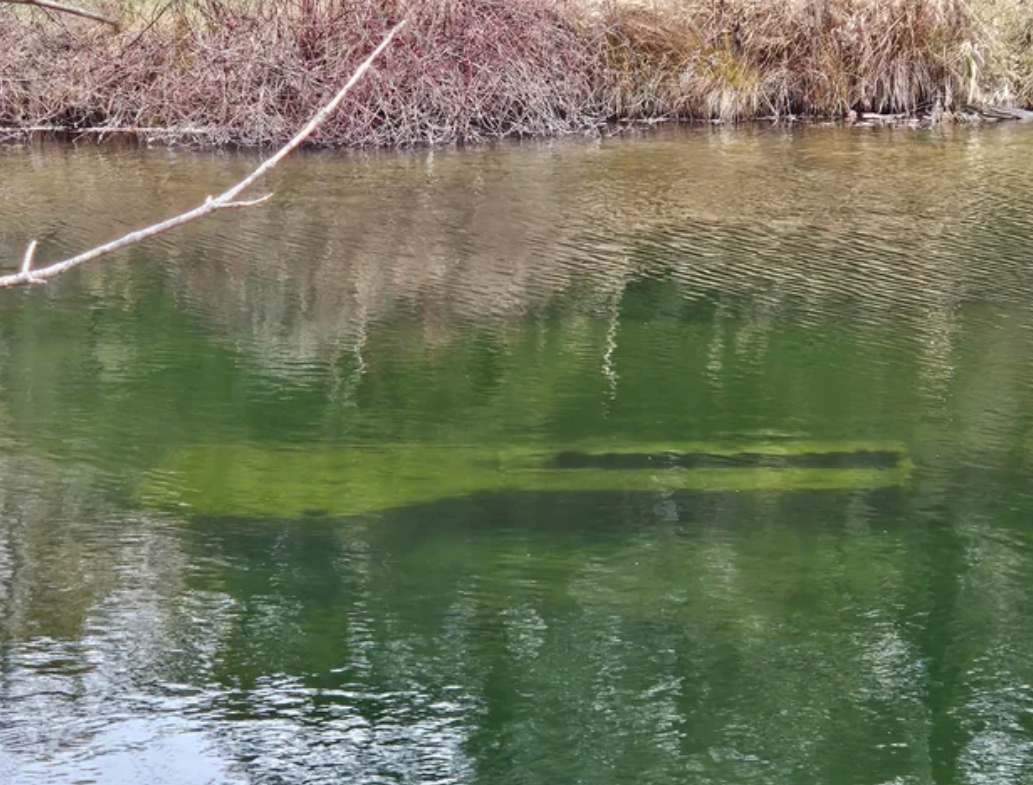 “—Found in my pond.”