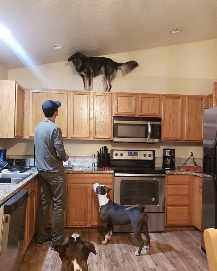 Dog on Top of the Kitchen Cabinets