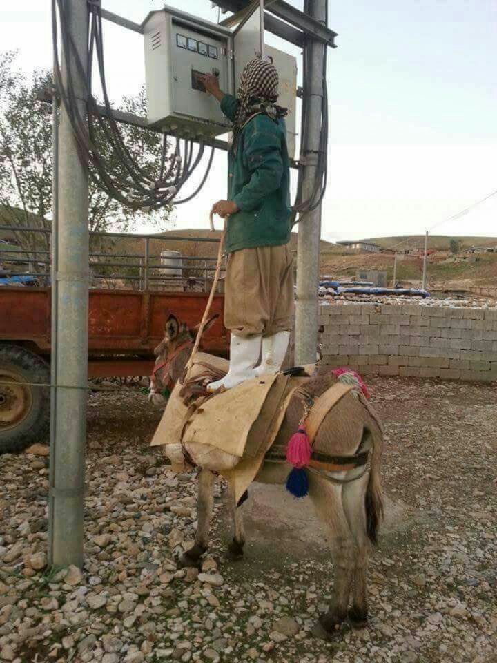 Guy Standing on a Donkey Fixing Electrical Wires