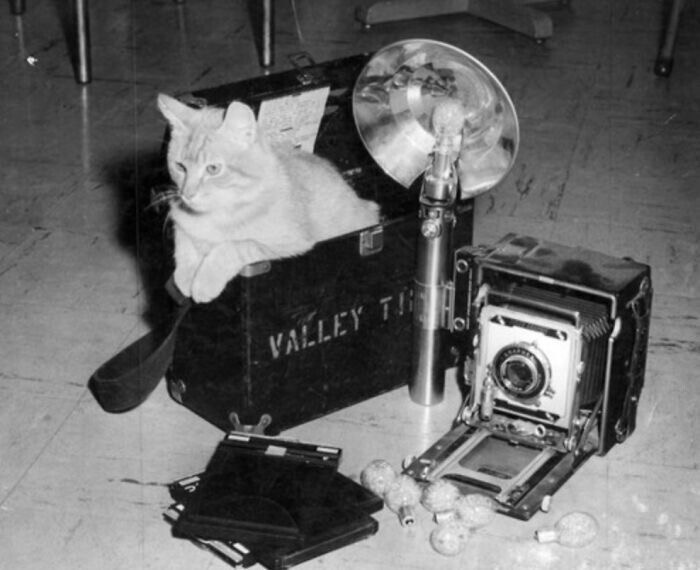 “Operation Cat Drop” (1950s)