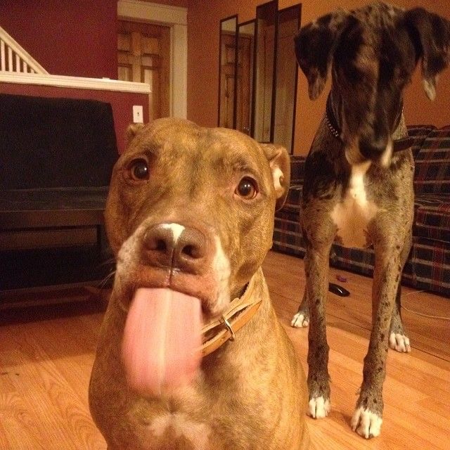 Dog With Tongue Out