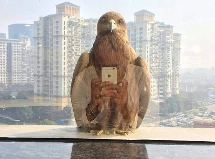 Bird Taking a Selfie