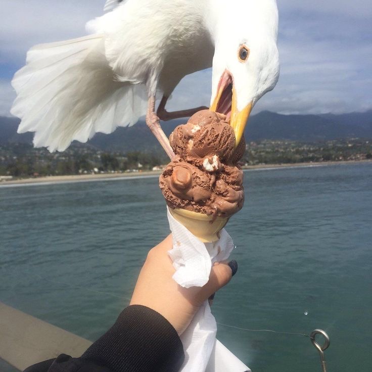 Seagull Stealing Someone’s Ice Cream