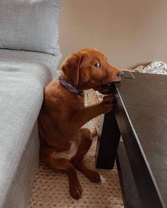 Puppy Biting a Table