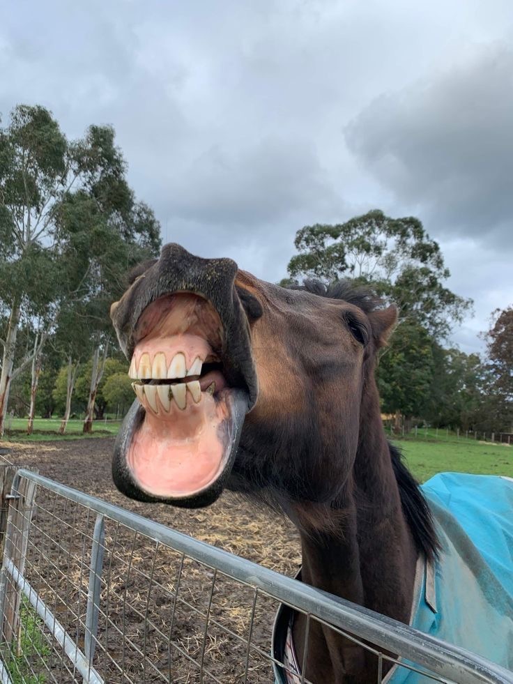 Horse With Big Teeth