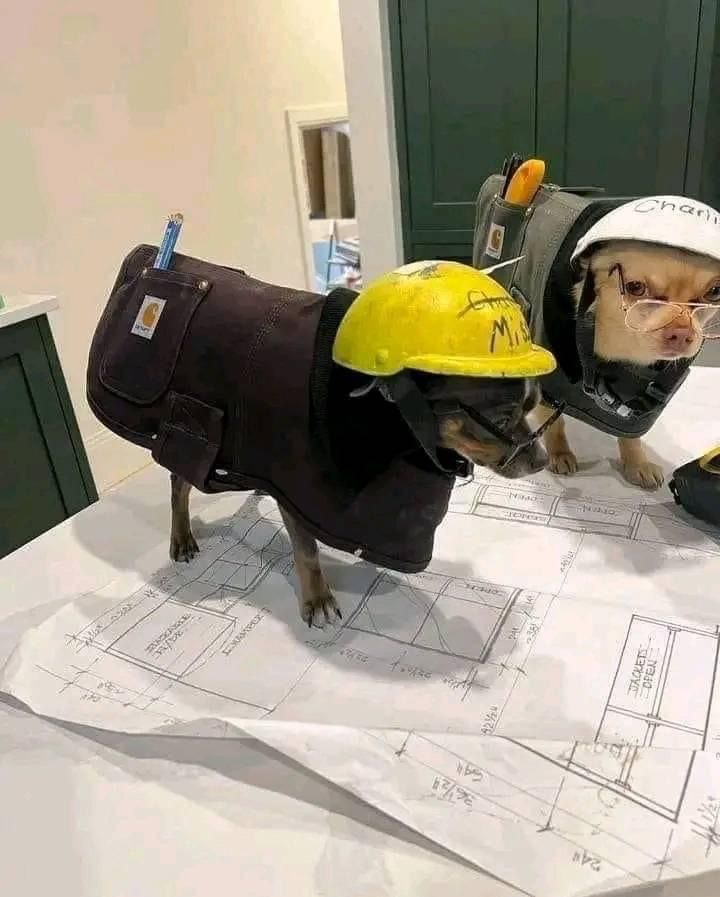 Puppy Architects on Duty