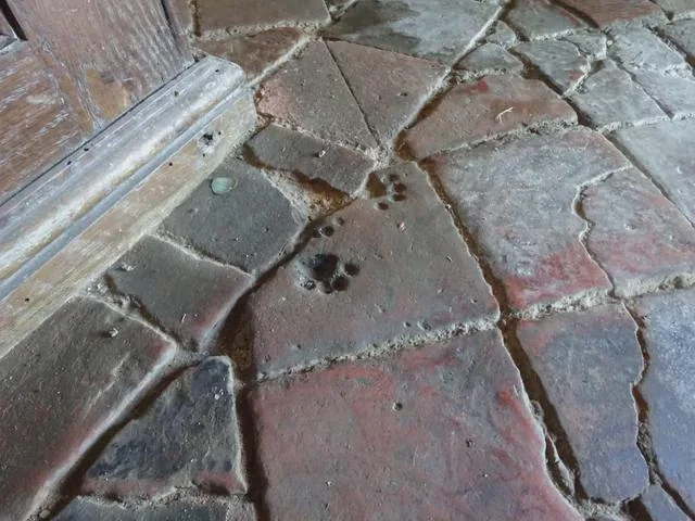 Cat pawprint