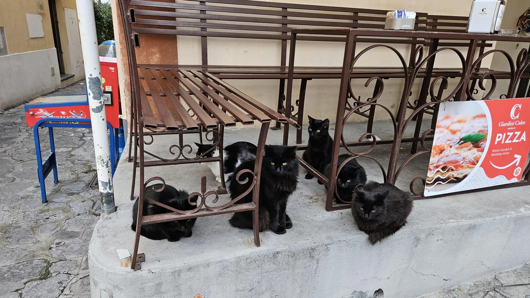 A black cat convention