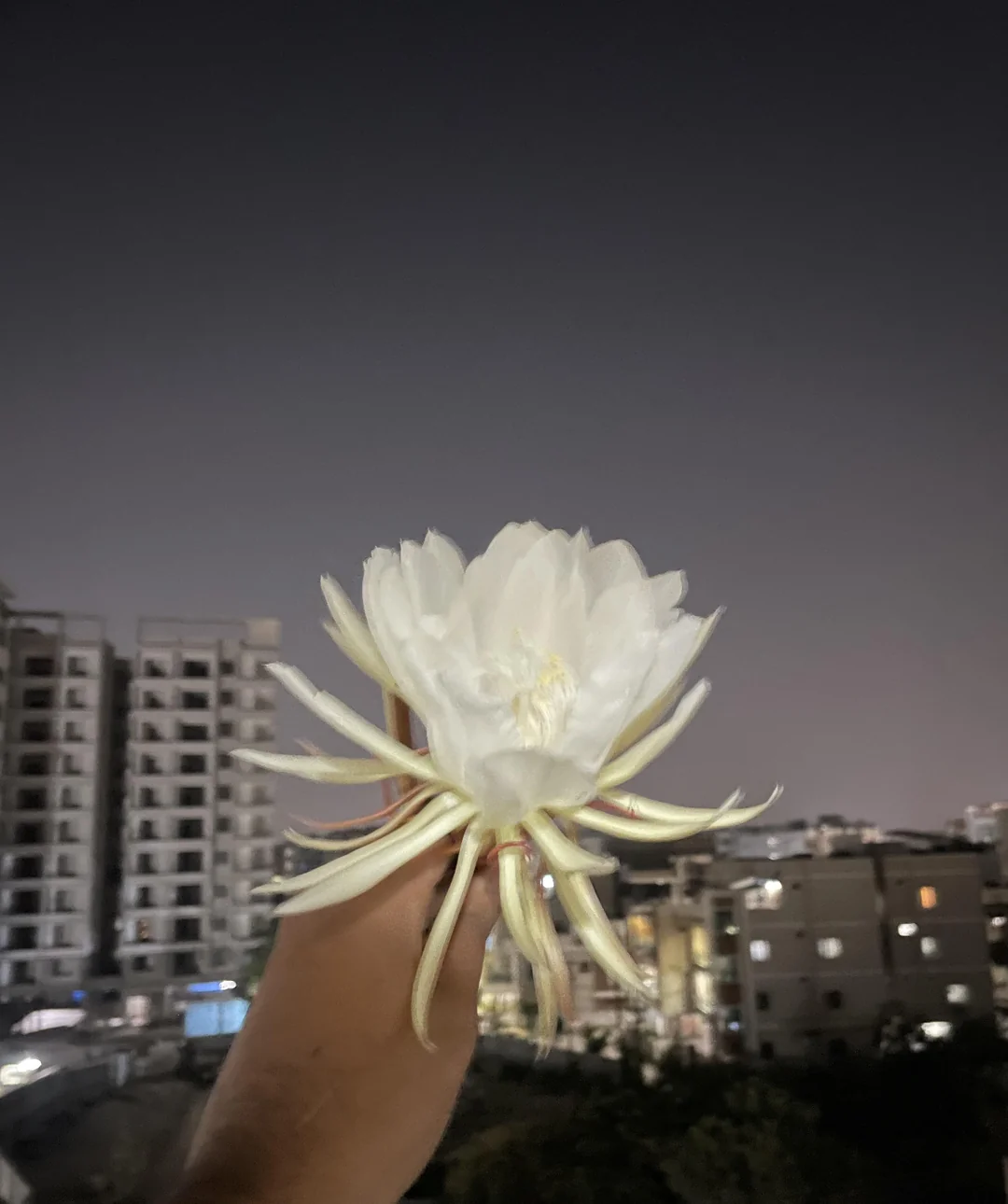 Night blooming only
