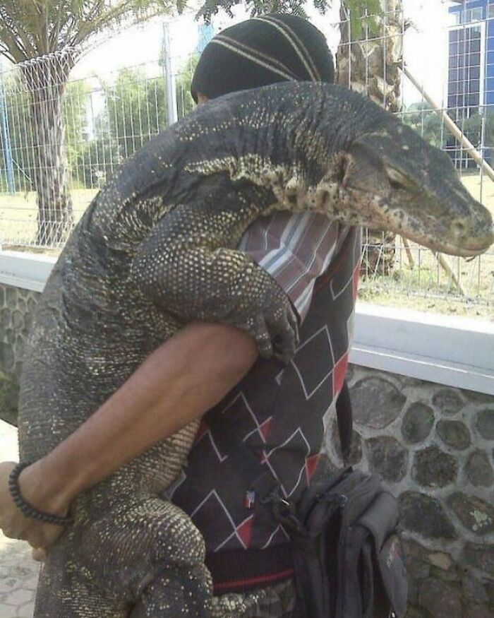 Emotional support lizard