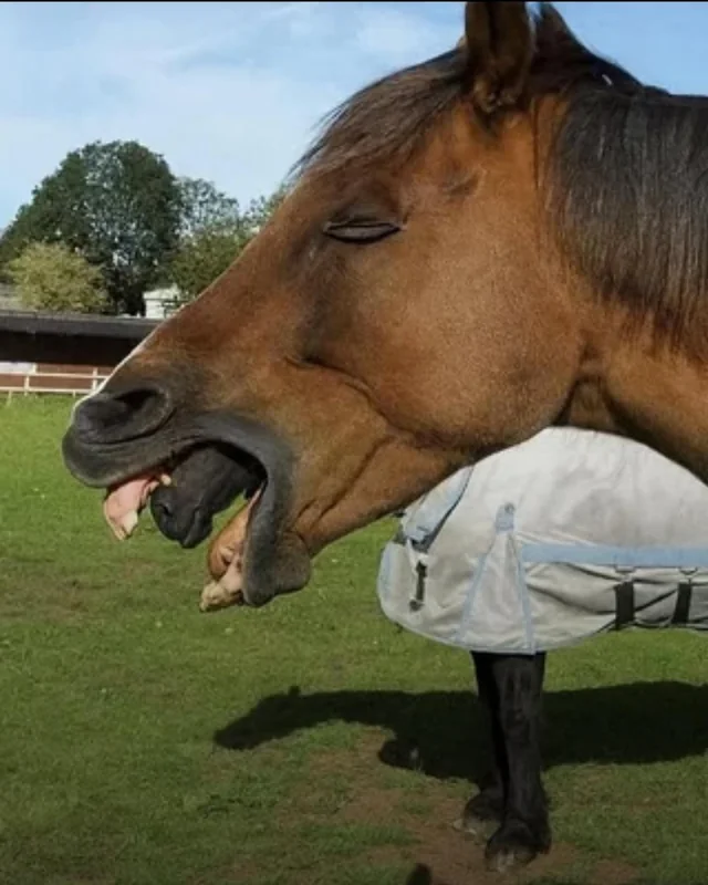 The horse who ate a horse?