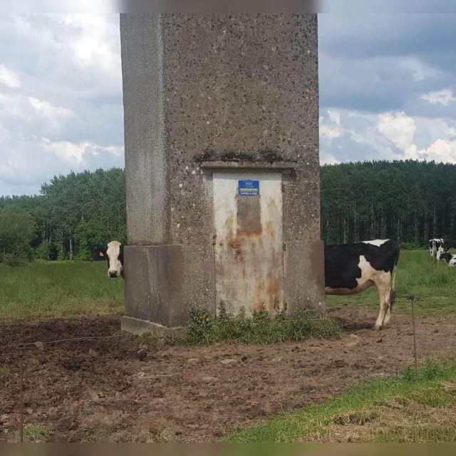 Long cow