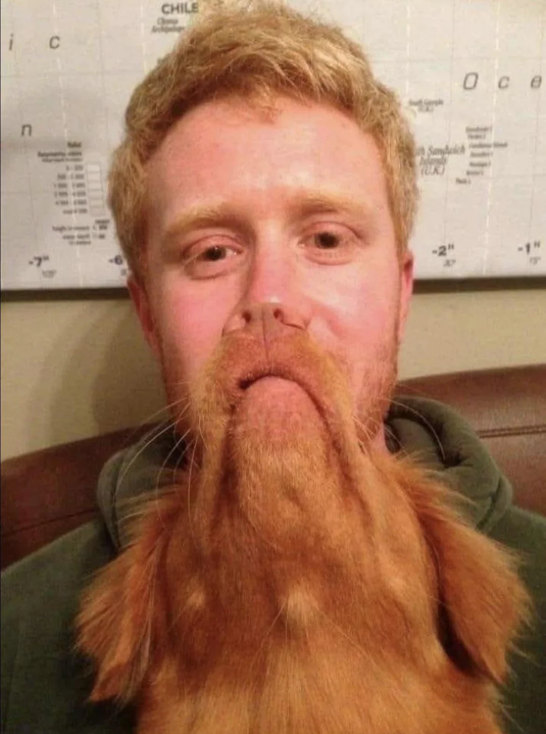 Beard or dog?