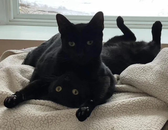 Double headed cat