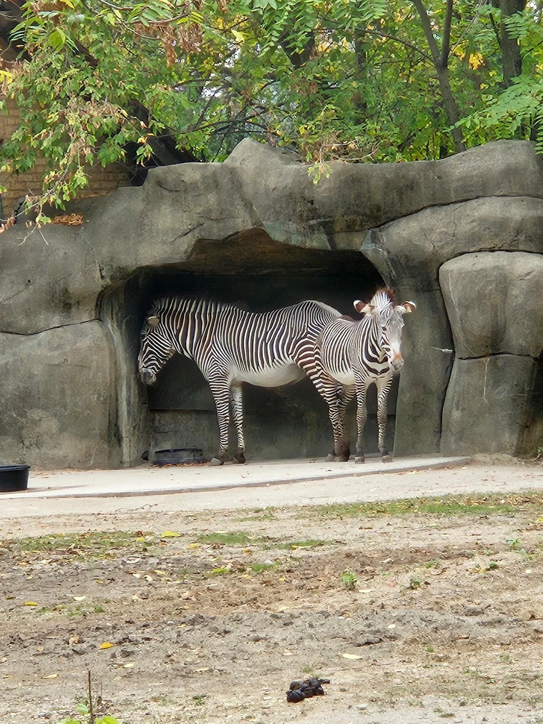 Longest zebra alive