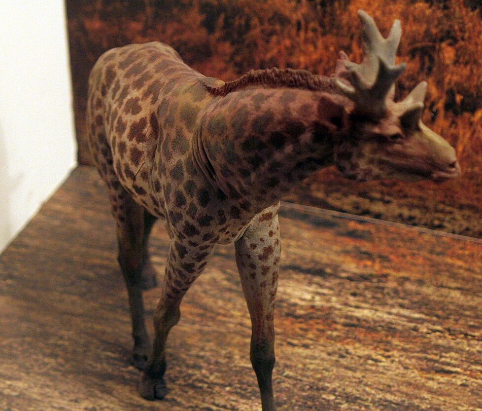 Sivatherium model