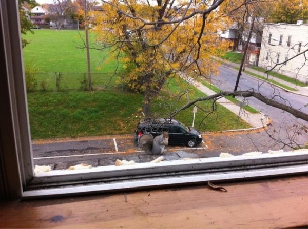 Giant Squirrel Next to a Car?