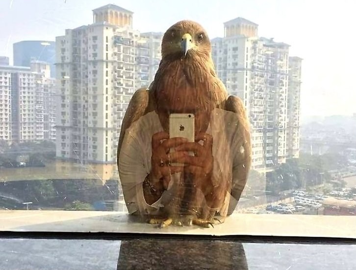 Bird ‘Taking a Selfie’