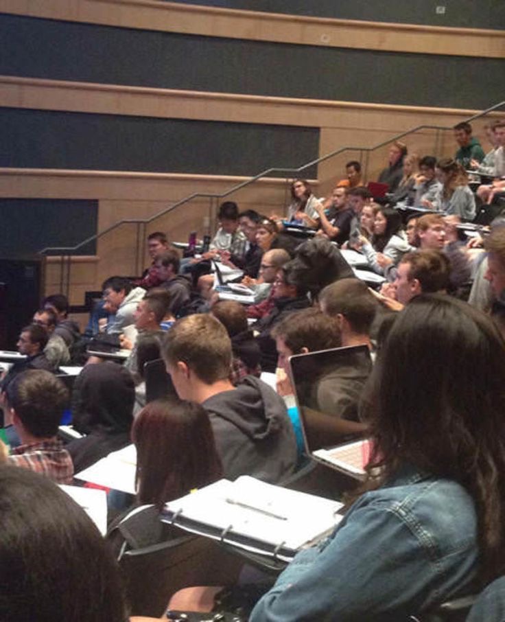 College Students in Class… and a Random Dog