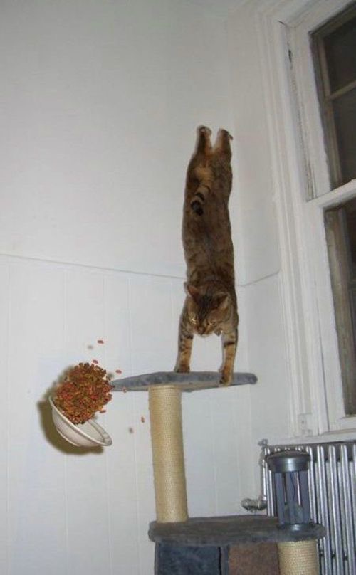 Cat Leaps and Sends Its Food Flying