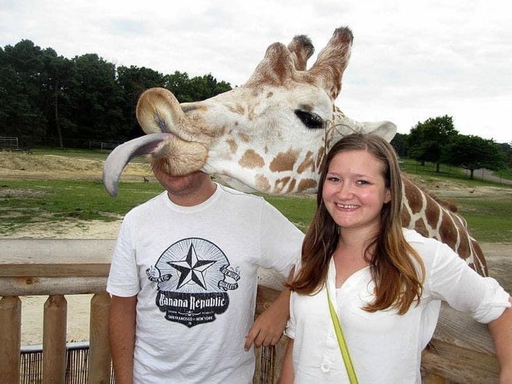 The Giraffe Photobomb