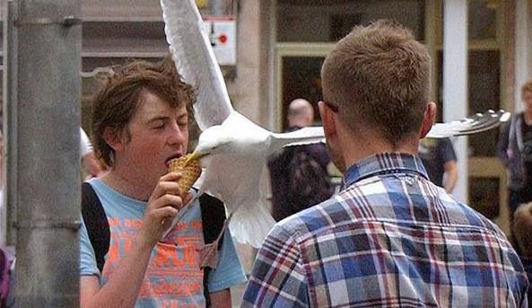Boy Eating Ice Cream Bitten by a Seagull