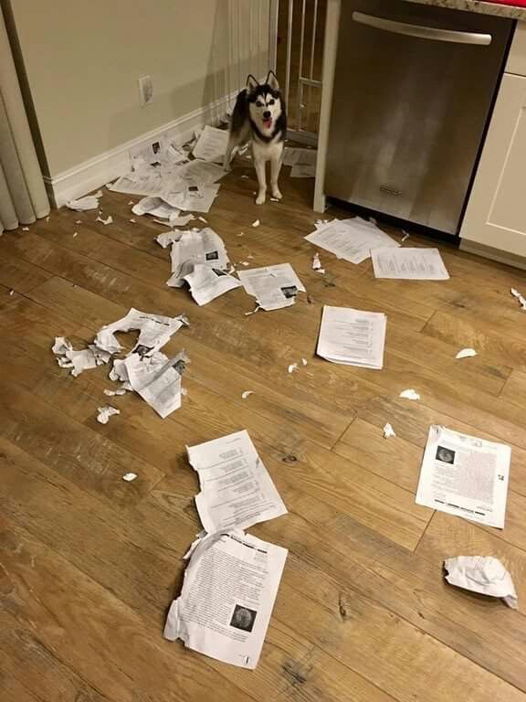Dog Destroys a Mountain of Important Papers