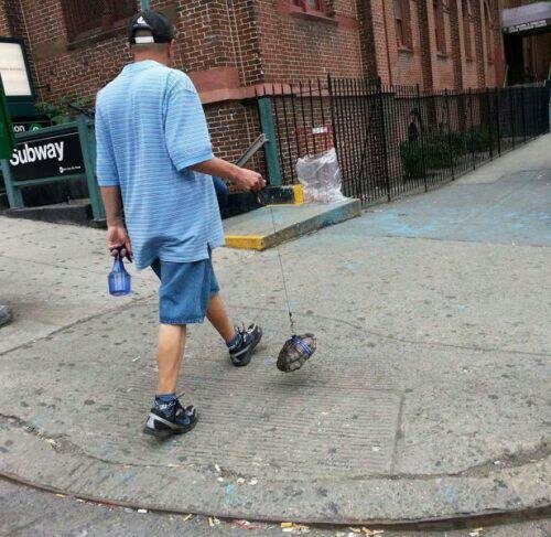 Man Walking His Turtle on a Leash